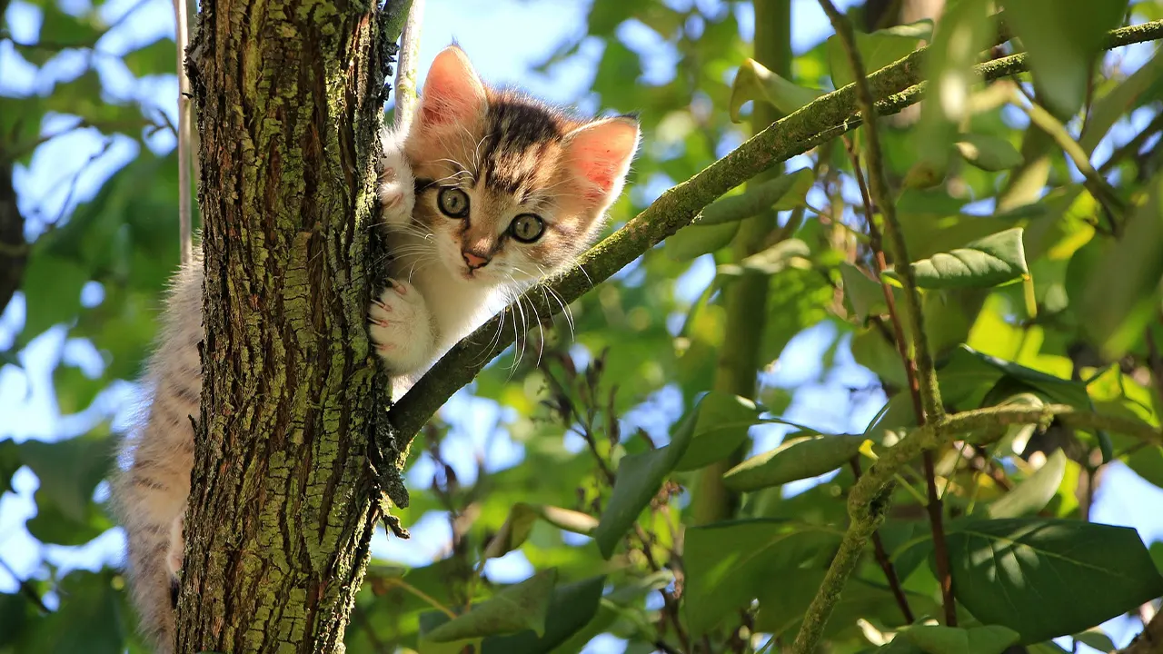 Chat dans un arbre