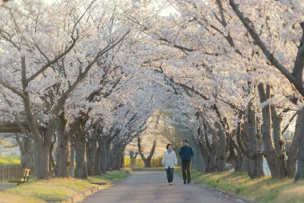 La période est particulièrement propice au Japon et offre un cadre romantique