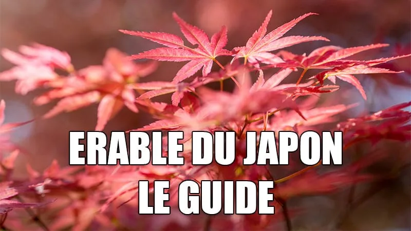Guide sur l'érable du Japon