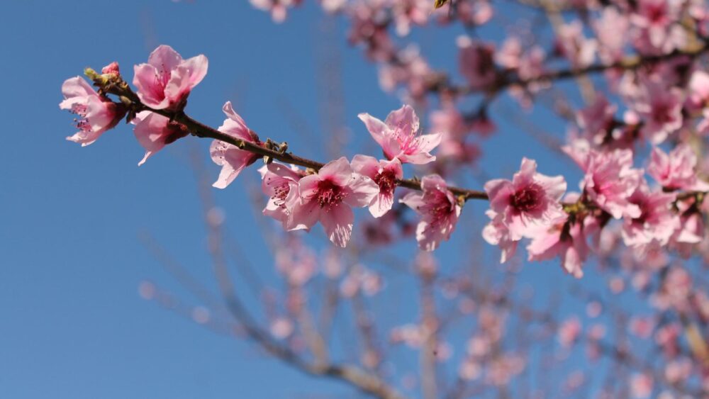  Fleur  de  cerisier  tout savoir sur le symbole  du Japon 