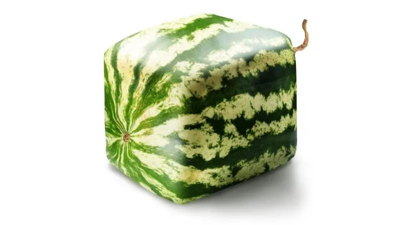Pasteque-carree