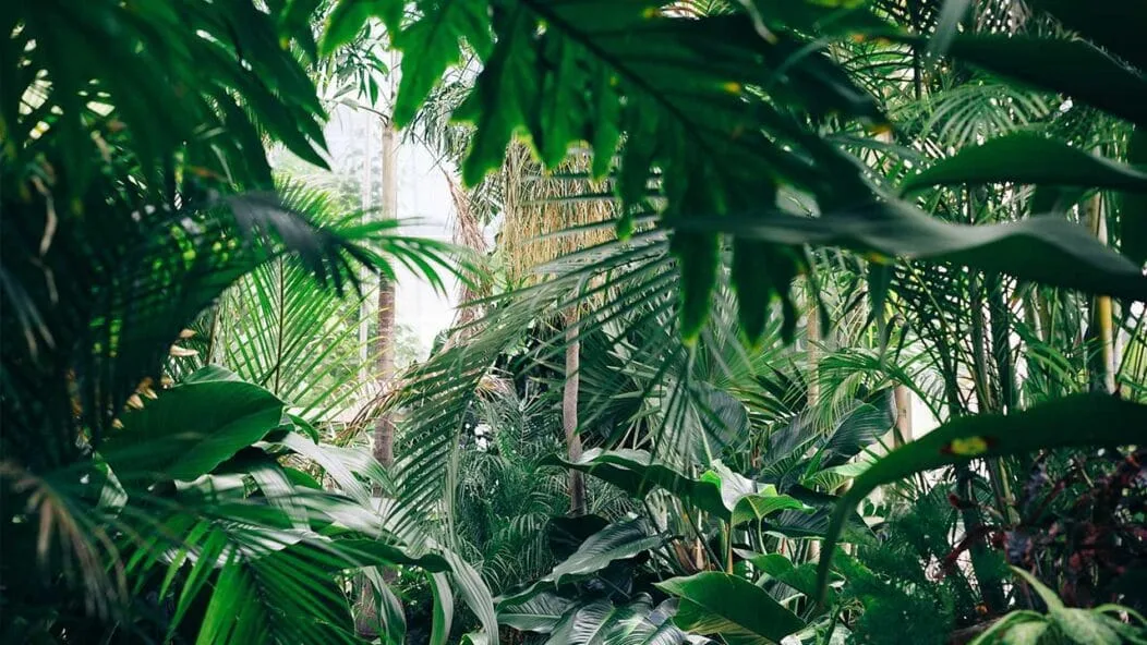 Jungle