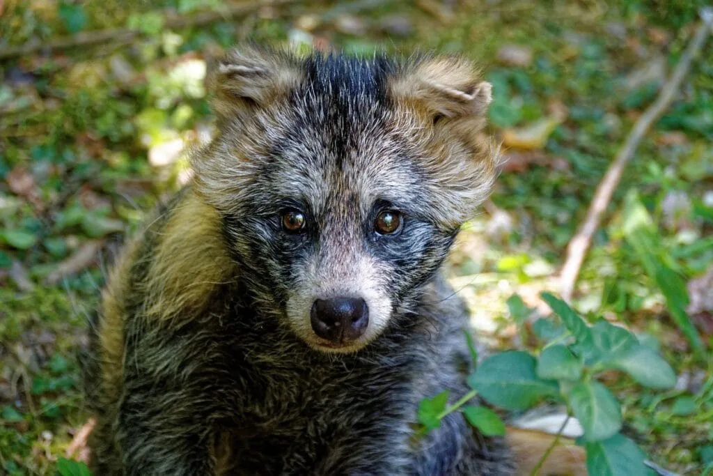 Un chien viverrin japonais, surnommé Tanuki