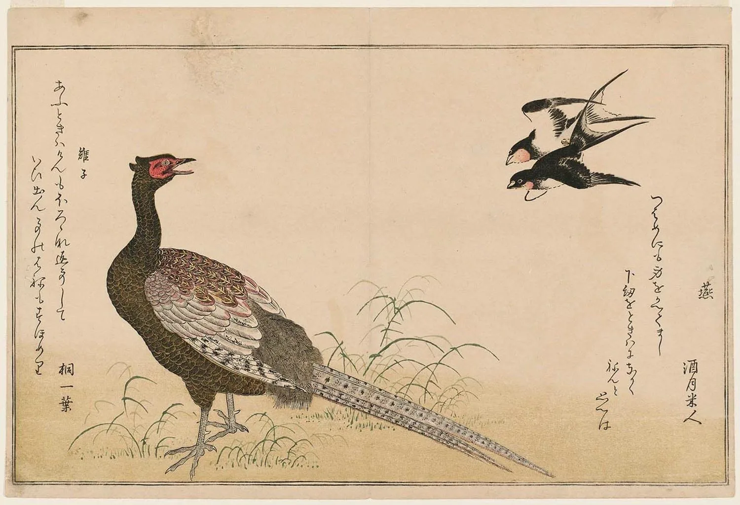 faisan-japonais-symbole-japon