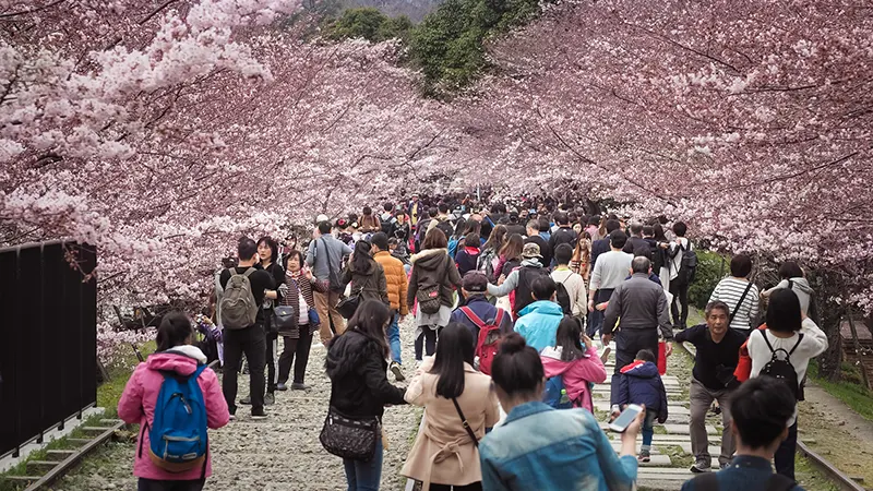 Touristes au Japon sous les cerisiers en fleur
