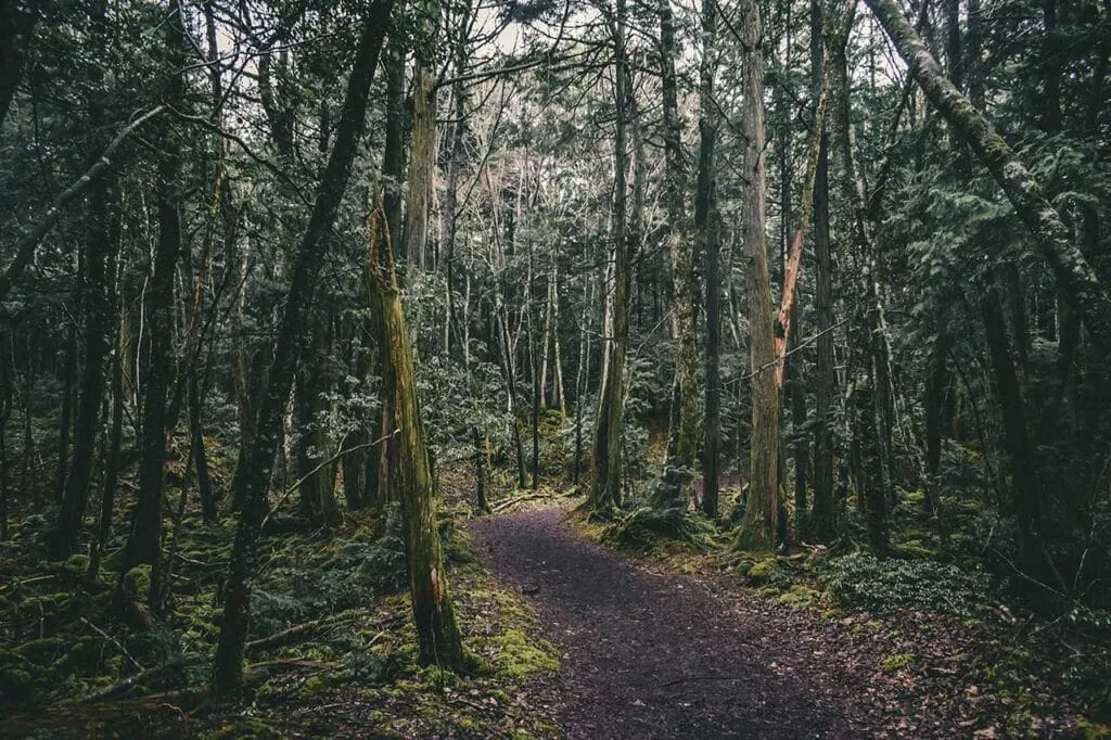 La forêt d'Aokigahara