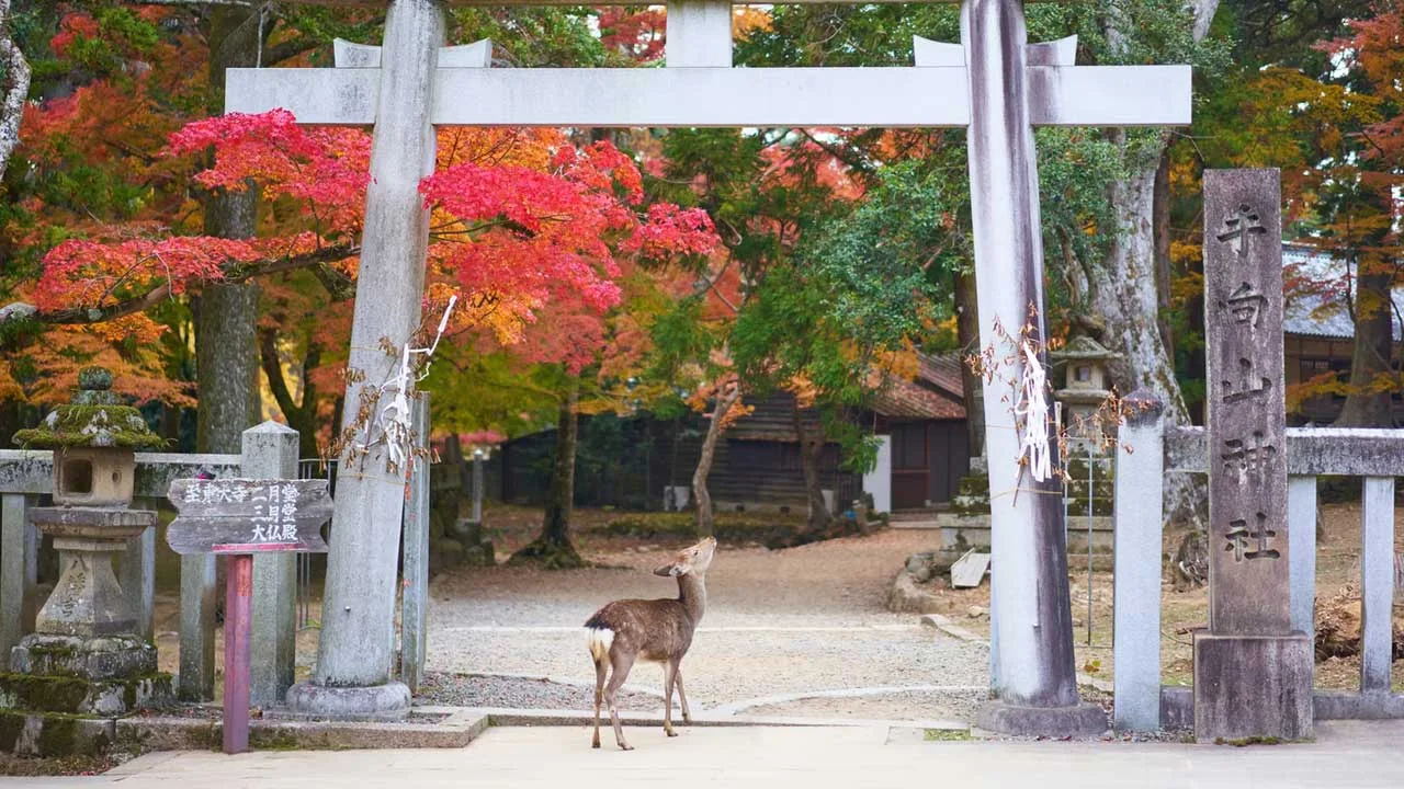 Nara