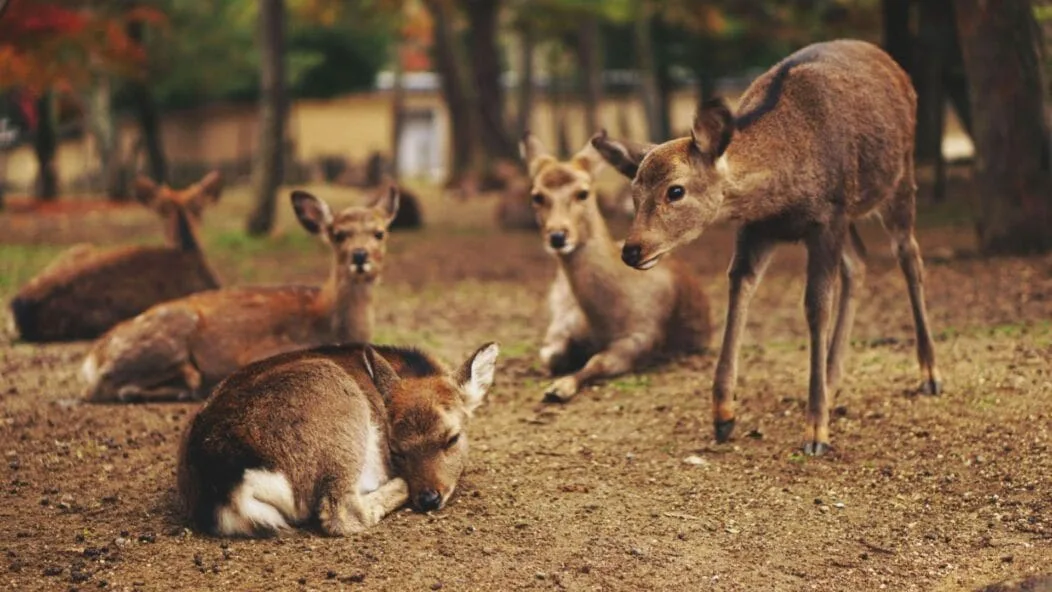 Cerf-de-Nara