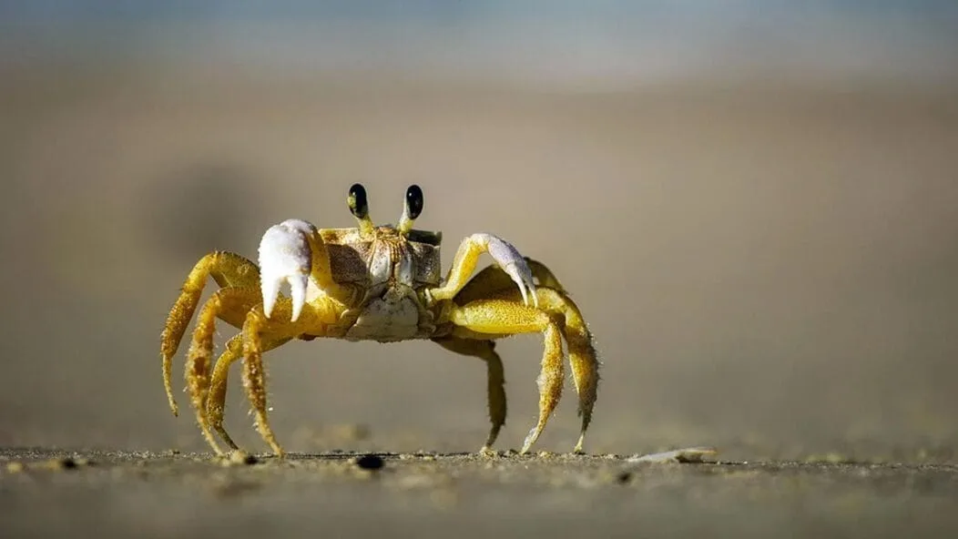 Crabe