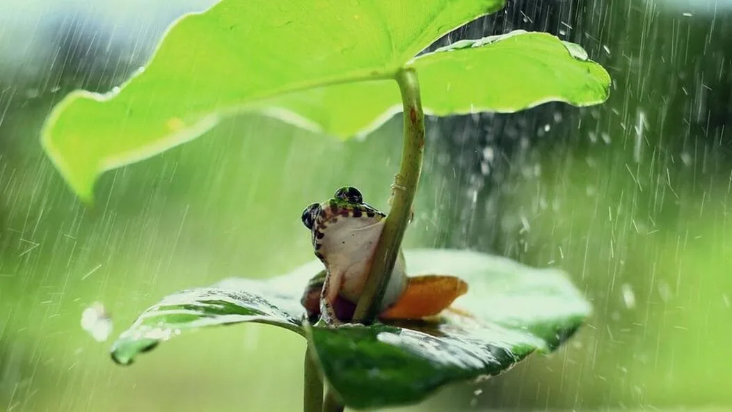 Grenouille