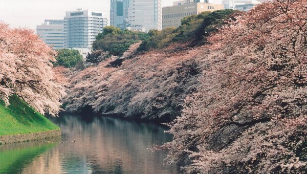 Cerisiers en fleurs le long des douves de Chidorigafuchi, à Tokyo, en avril