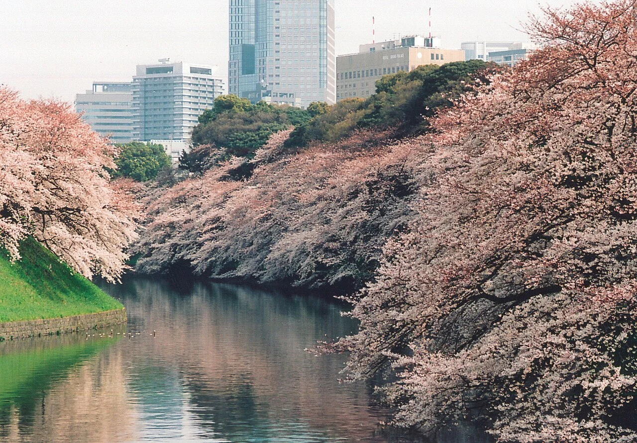 Cerisiers en fleurs le long des douves de Chidorigafuchi, à Tokyo, en avril