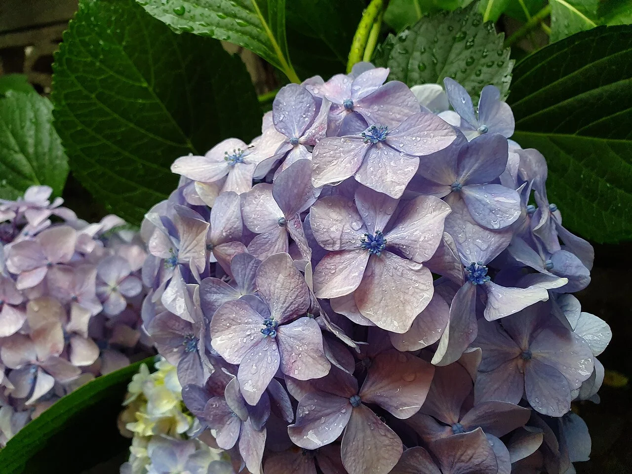 Hortensias en fleur au début de la saison des pluies à Tokyo