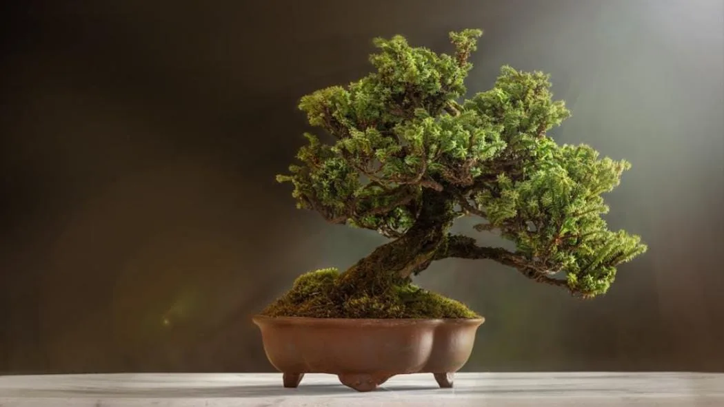 bonsai