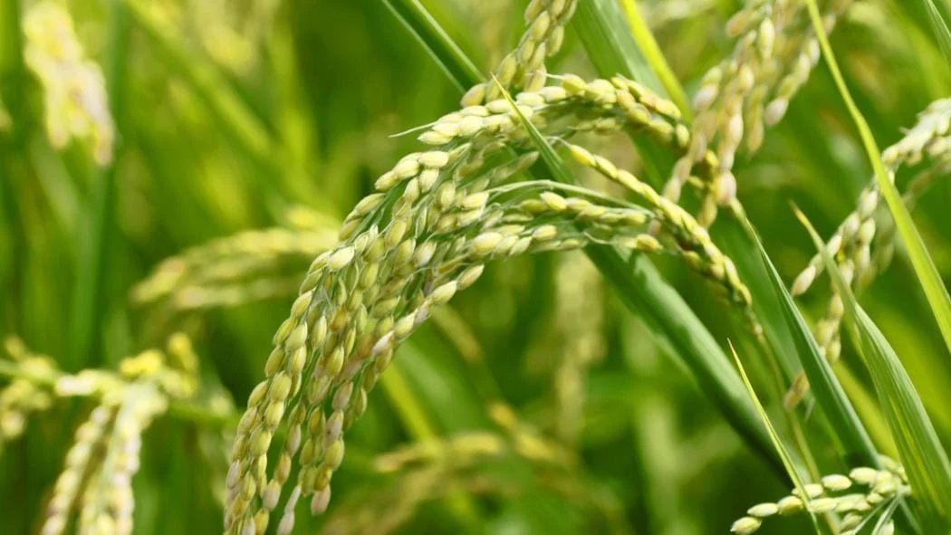 riz-japonais
