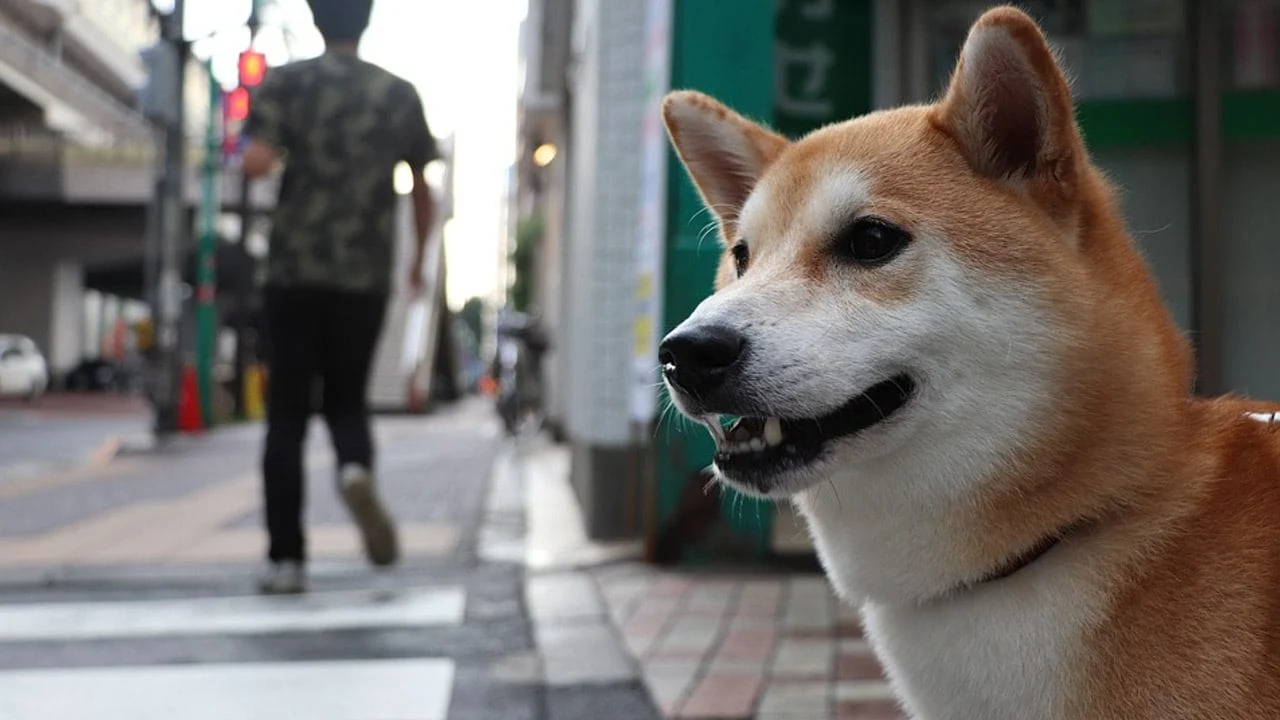 Chien japonais