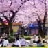 Cerisier au Japon Hanami