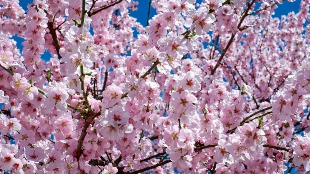 Sakura au Japon