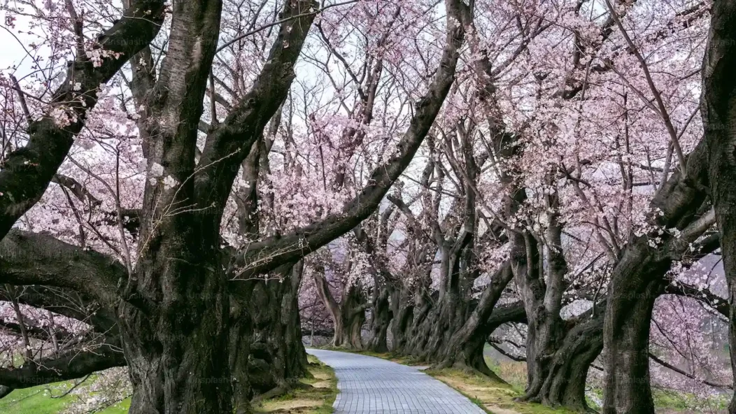 Cerisier en fleurs sakura