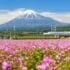 Japon en mai