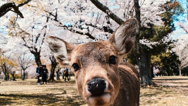 Les jours fériés au Japon en 2027 : ce qu&rsquo;il faut savoir